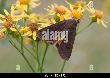 Geringerem breit gesäumt gelbes Underwing (Noctua Janthina), auf Kreuzkraut (Senecio Jacobaea), Emsland, Niedersachsen, Deutschland Stockfoto