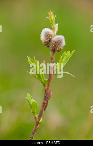 Ziege-Weide (Salix Caprea), Kätzchen und Blätter, Thüringen, Deutschland Stockfoto