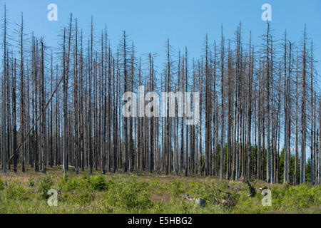 Toten Fichte (Picea Abies) infiziert und beschädigt durch die europäischen Buchdrucker (Ips Typographus), Nationalpark Harz Stockfoto