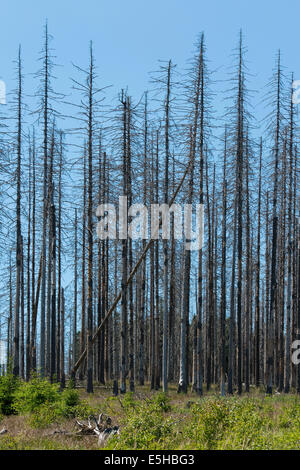 Toten Fichte (Picea Abies) infiziert und beschädigt durch die europäischen Buchdrucker (Ips Typographus), Nationalpark Harz Stockfoto