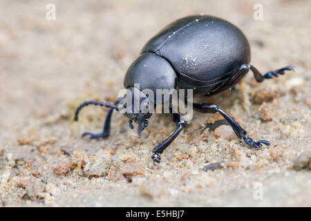 Blutige Nase Käfer (Timarcha Tenebricosa), auf Schmutz, South Wales, Vereinigtes Königreich Stockfoto