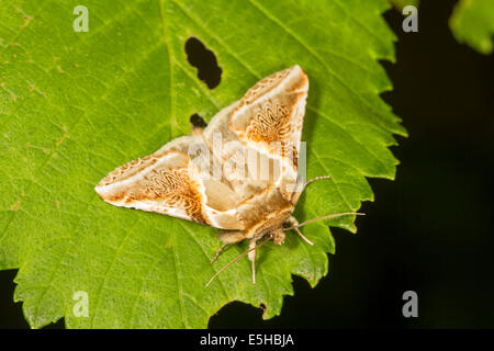 Buff Bögen Motte (Habrosyne Pyritoides), auf einem Blatt, South Wales, Vereinigtes Königreich Stockfoto