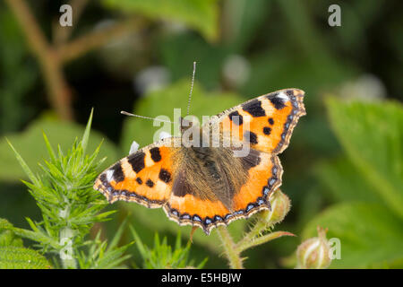 Kleiner Fuchs (Aglais Urticae), Fütterung auf eine Blume, South Wales, Vereinigtes Königreich Stockfoto
