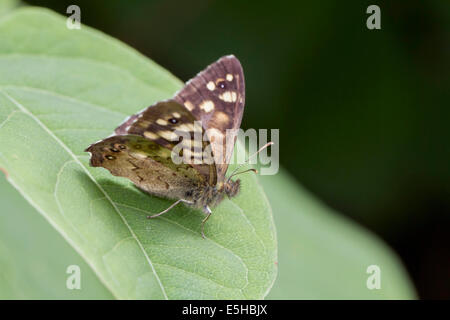 Gesprenkelte Holz Schmetterling (Pararge Aegeria), Männlich, auf einer japanischen Knöterich (Fallopia Japonica), Blatt Süd Wales, Vereinigtes Königreich Stockfoto