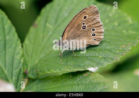 Ringel-Schmetterling (Aphantopus Hyperantus), auf einem Blatt, South Wales, Vereinigtes Königreich Stockfoto