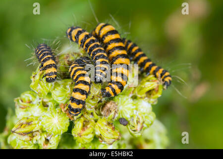 Zinnober Motte (Tyria Jacobaeae), Raupen ernähren sich von Kreuzkraut (Jacobaea Vulgaris), South Wales, Vereinigtes Königreich Stockfoto