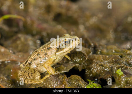 Grasfrosch (Rana Temporaria), unreife Froglet, South Wales, Vereinigtes Königreich Stockfoto