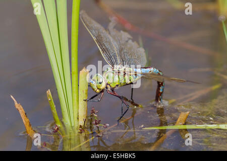 Kaiser Libelle (Anax Imperator), Weiblich, Legeverhalten in Wasser, South Wales, Vereinigtes Königreich Stockfoto