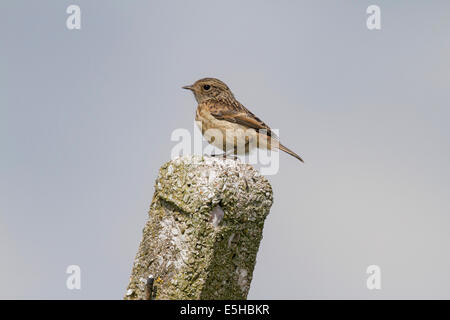 Europäische Schwarzkehlchen (Saxicola Rubicola), juvenile, am Zaun Pfosten, South Wales, Vereinigtes Königreich Stockfoto