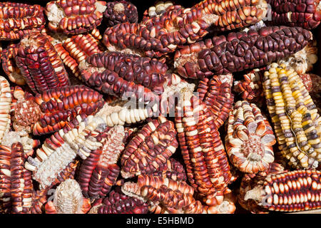 Bunten Maiskolben zum Trocknen, Peru Stockfoto