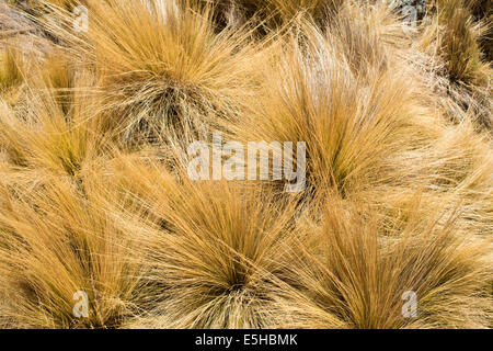 Peruanische Federgras (Stipa Ichu), Anden, Peru Stockfoto