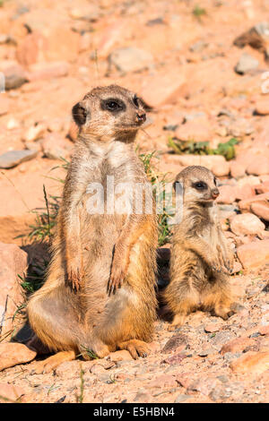 Erdmännchen (Suricata Suricatta) mit jungen, Gefangenschaft, Nordhessen, Hessen, Deutschland Stockfoto