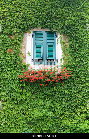 Schöne Fenster zwischen grünen und roten Blumen Stockfoto