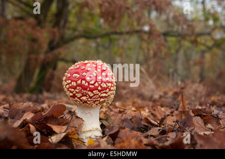 Fly Agaric (Amanita Muscaria) Pilzzucht in Eiche Wald. Stockfoto