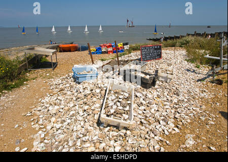 Haufen von Austernschalen am Strand werden recycelt, gewachsen auf Baby Austern Whitstable Kent England UK Stockfoto