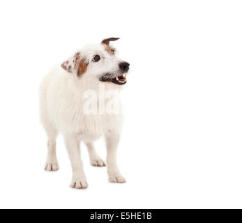 Welpen jack Russel Terrier Hund stehend auf weißem Hintergrund Stockfoto