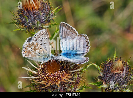 Weibliche (links) und männliche Schmetterlinge Chalkhill Blue auf Distel Blumen. Denbies Hang, gemeinsame Ranmore, Surrey, England. Stockfoto