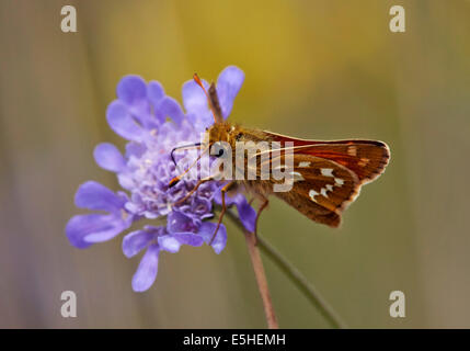 Silber-Spotted Skipper Butterfly Fütterung auf Feld Witwenblume. Denbies Hang, gemeinsame Ranmore, Surrey, England. Stockfoto