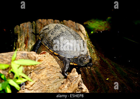 Europäische Sumpfschildkröte (Emys Orbicularis Galloitalica) Stockfoto