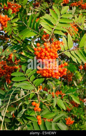 Rowan mit reifen Früchten Stockfoto