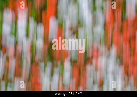 bunte Natur Bewegung verwischt Hintergrund Stockfoto