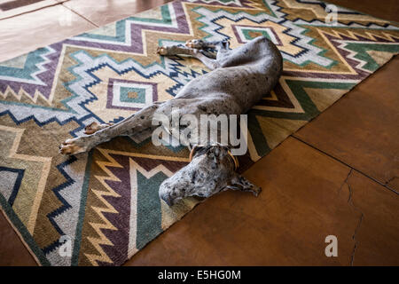 Deutsche Dogge oder oder Deutsche Dogge auf geometrisch gemusterten Teppich liegend Stockfoto