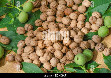 Reife und unreife grüne Walnüsse Stockfoto