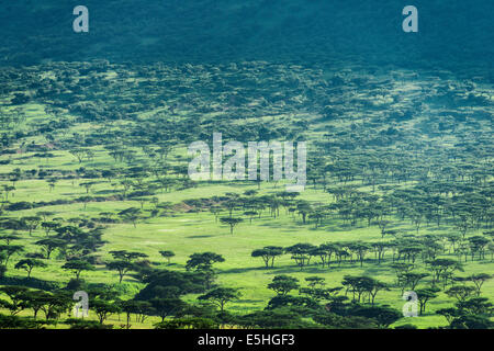 Regenschirm Dorn Akazie, (Vachellia Tortilis) gewachsen in Savanne Tal Spioenkop, Kwa Zulu Natal, Südafrika Stockfoto