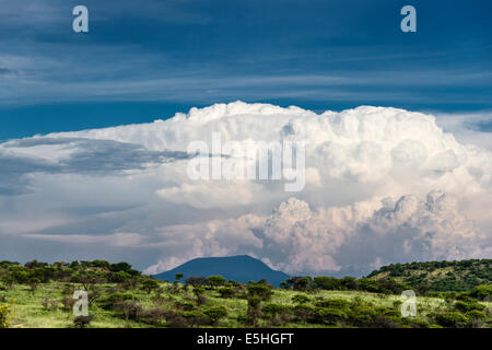 Wolkenformation über Bäumen mit Blick auf den Horizont im Nambiti Reserve, Kwa-Zulu Natal, Südafrika Stockfoto