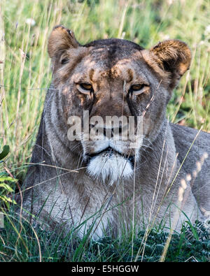 Löwin (Panthera Leo), Nambiti Reserve, Kwa-Zulu Natal, Südafrika Stockfoto