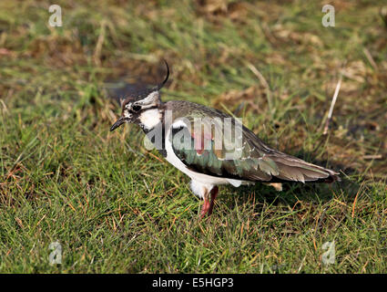 9555 Kiebitz (Vanellus Vanellus) Elmley, Kent Stockfoto