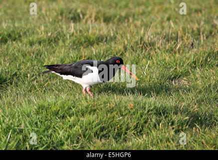 9559 Austernfischer (Haematopus Ostralegus) Elmley, Kent Stockfoto