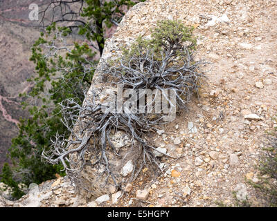 Baumartig Feldthymian wachsen auf den Felsen im Grand Canyon, Arizona Stockfoto