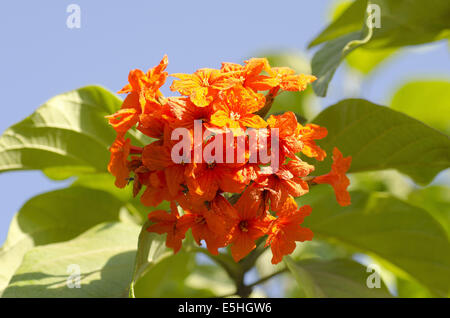 Cordia Sebestena Blumen oder dem Geiger Orangenbaum, Pune, Maharashtra, Indien Stockfoto