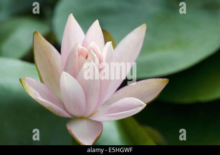 Pink Lotus, Heilige Lotus Nelumbo Nucifera Familie: Nelumbonaceae. Lotus ist die nationale Blume von Indien, Pune, Maharashtra, Indien Stockfoto