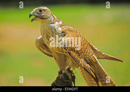 Lanner Falke (Falco Biarmicus) Falknerei Stockfoto