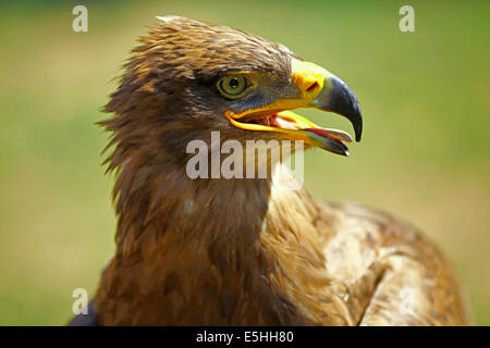 Steppe Eagle (Aquila Nipalensis) Closeup mit offener Rechnung Stockfoto