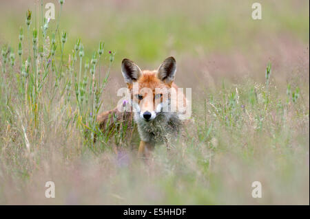 Rotfuchs (Vulpes Vulpes), UK Stockfoto