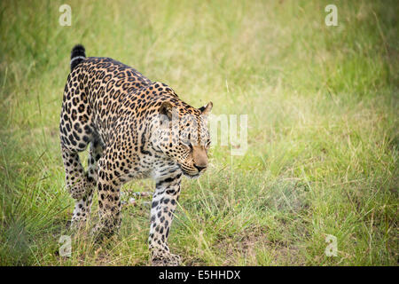 Gepard (Acinonyx Jubatus), Nambiti Reserve, Kwa-Zulu Natal, Südafrika Stockfoto