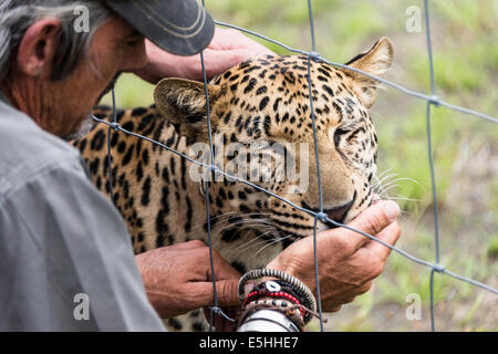 Gepard (Acinonyx Jubatus), Kwa Geparden Zuchtprojekt, Nambiti Reserve, Kwa-Zulu Natal, Südafrika Stockfoto