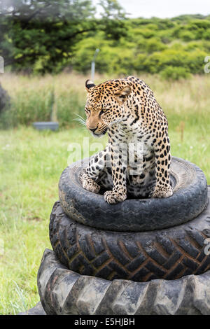 Gepard (Acinonyx Jubatus), Kwa Geparden Zucht Jubiläumsfeierlichkeiten, Nambiti Reserve, Kwa-Zulu Natal, Südafrika Stockfoto