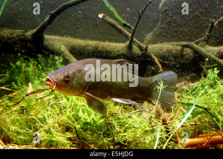 Schleien oder Doktorfisch (Tinca Tinca), in Gefangenschaft, Frankreich Stockfoto