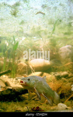 Schleien oder Doktorfisch (Tinca Tinca), in Gefangenschaft, Frankreich Stockfoto