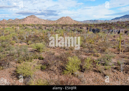 Kaktus-Steppe vor der Sierra De La Giganta, Highway 1 zwischen Loreto und Mulege, Baja California Sur, Mexiko Stockfoto