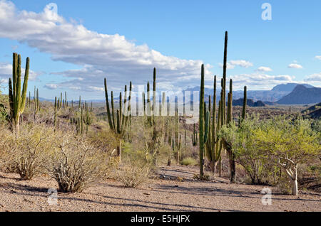 Cardon Kaktus (Pachycereus Pringlei) und Elefant Baum (Bursera Microphylla) vorne rechts, Sierra De La Giganta Stockfoto