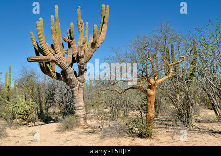 Cardon Kaktus (Pachycereus Pringlei) und Elefant Baum (Bursera Microphylla), Kaktus-Steppe in der Nähe von La Ventana, Baja California Sur Stockfoto