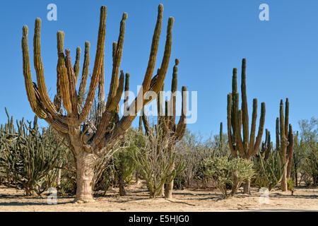 Cardon (Pachycereus Pringlei) Kakteen Kaktuswüste bei La Ventana, Baja California Sur, Mexiko Stockfoto