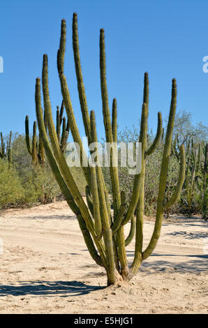 Haarbürste Kaktus (Pachycereus Pecten-Aboriginum), Kaktus-Steppe in der Nähe von La Ventana, Baja California Sur, Mexiko Stockfoto