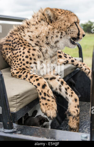 Gepard (Acinonyx Jubatus), Nambiti Reserve, Kwa-Zulu Natal, Südafrika Stockfoto