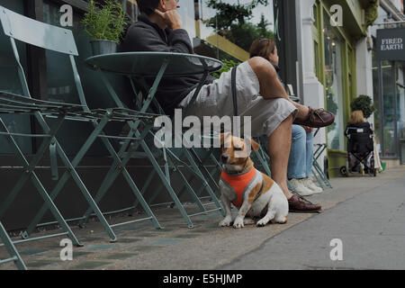 Ein Jack Russell Terrier Hund sitzt neben seinem Besitzer sitzt vor einem Café in Marylebone Street Sommer Fayre Fair, London, UK. Stockfoto